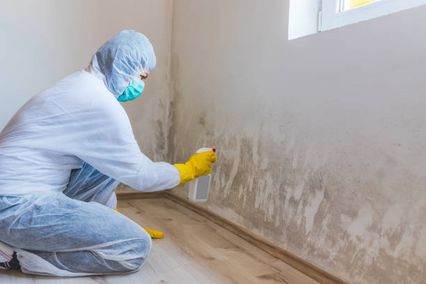 Licensed Mold Testing service in Randallstown, MD - WQB Mold Removal